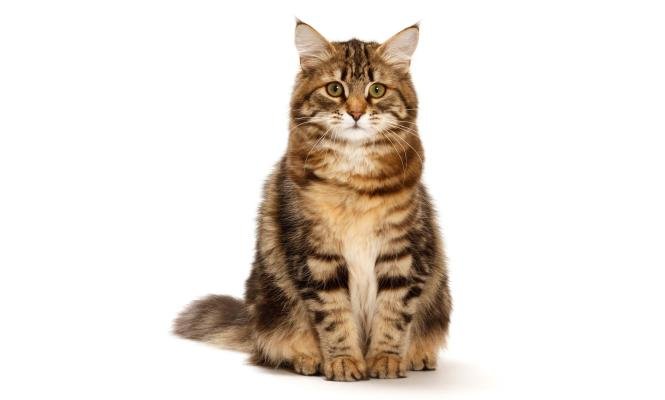 Question santé : Qu’est-ce-que le HCM, La PKD, la SMA ??