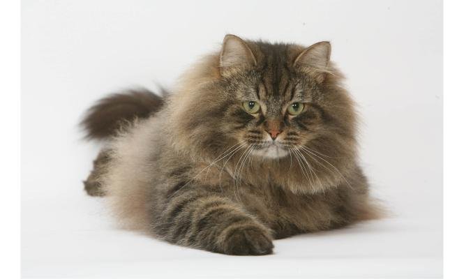 La POLYKYSTOSE rénale chez le chat (PKD)