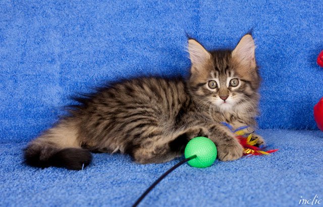 Atrophie Musculaire Spinale chez le Maine Coon (SMA)