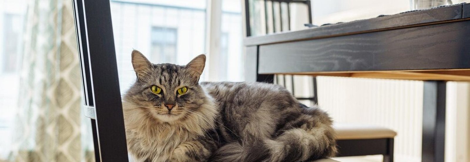 Adopter un Sibérien adulte ou en refuge : ce que personne ne vous dit