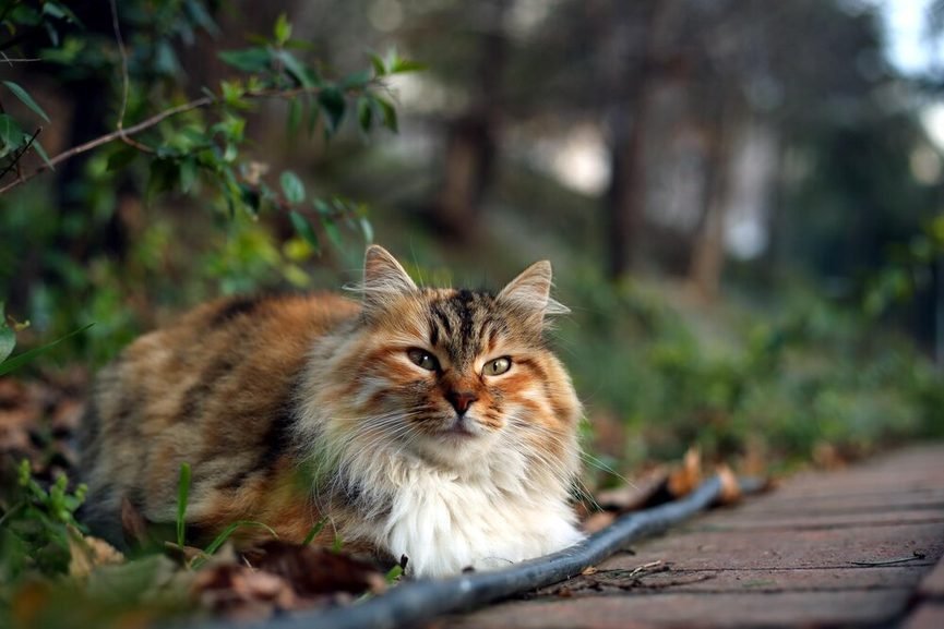 Comparaison visuelle entre un Chat des Forêts Norvégiennes et un Sibérien