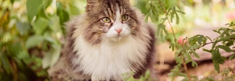 Chat Sibérien au pelage fourni assis dans un jardin verdoyant