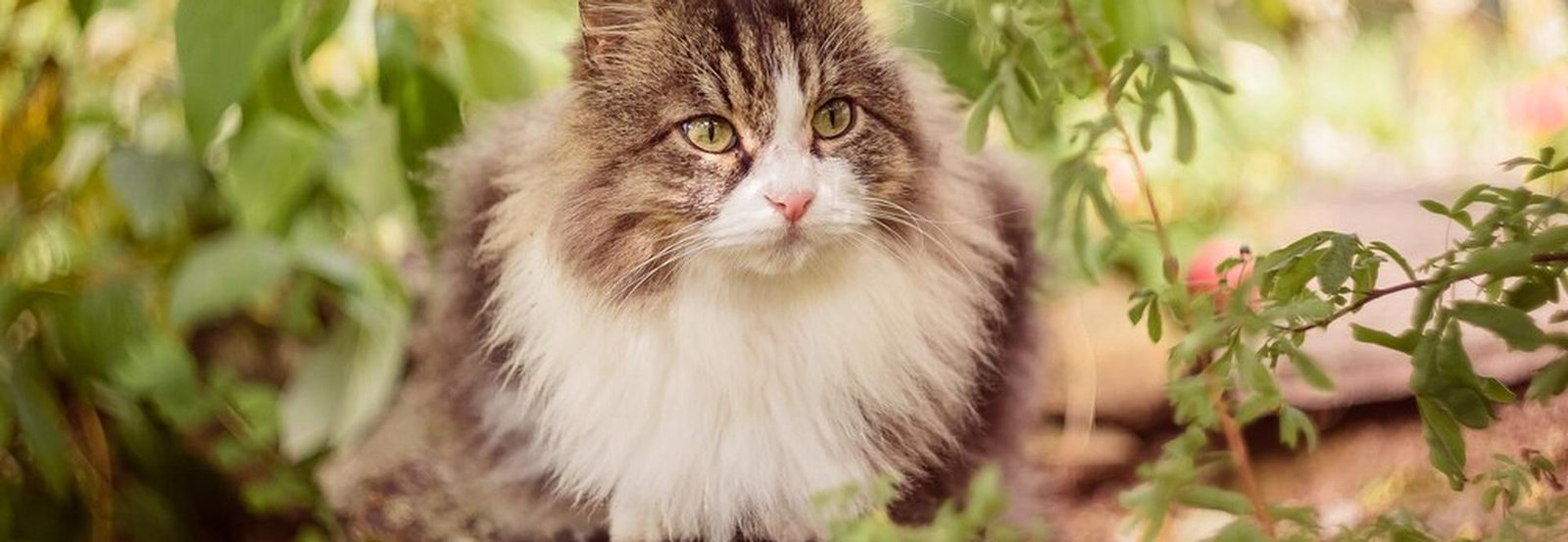 Chat des Forêts Norvégiennes ou Sibérien : le duel des deux géants à poil long