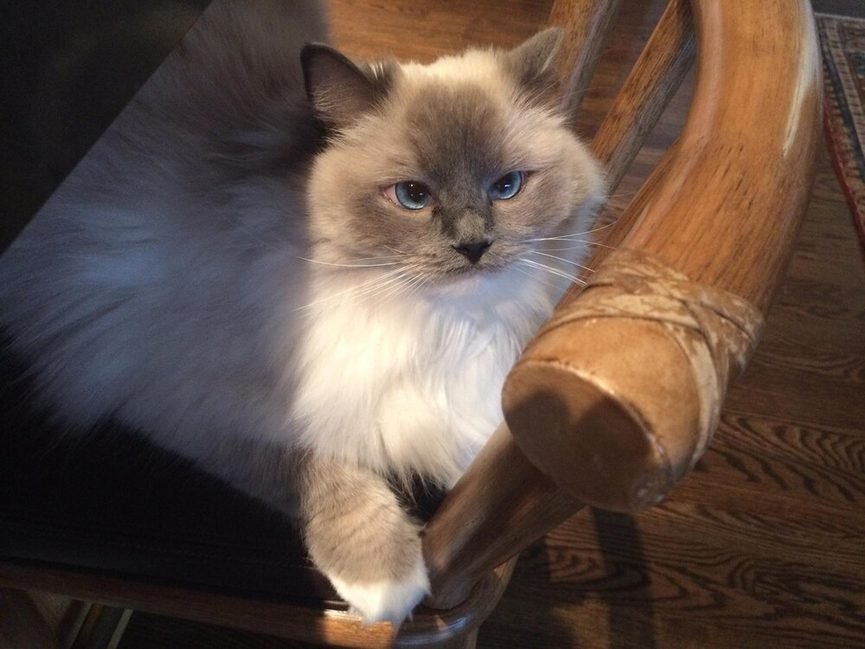 Comparaison visuelle entre un chat sibérien et un sacré de birmanie