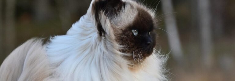 Chat sacré de birmanie aux yeux bleus et gants blancs