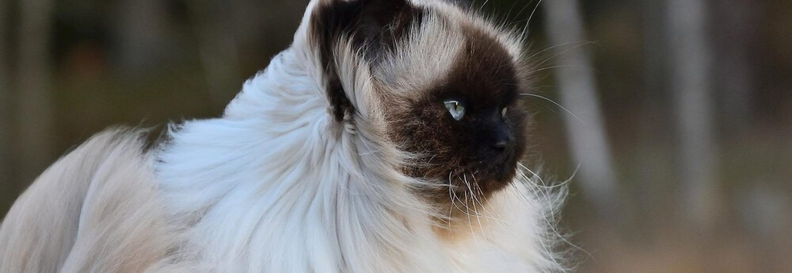 Chat sacré de birmanie aux yeux bleus et gants blancs