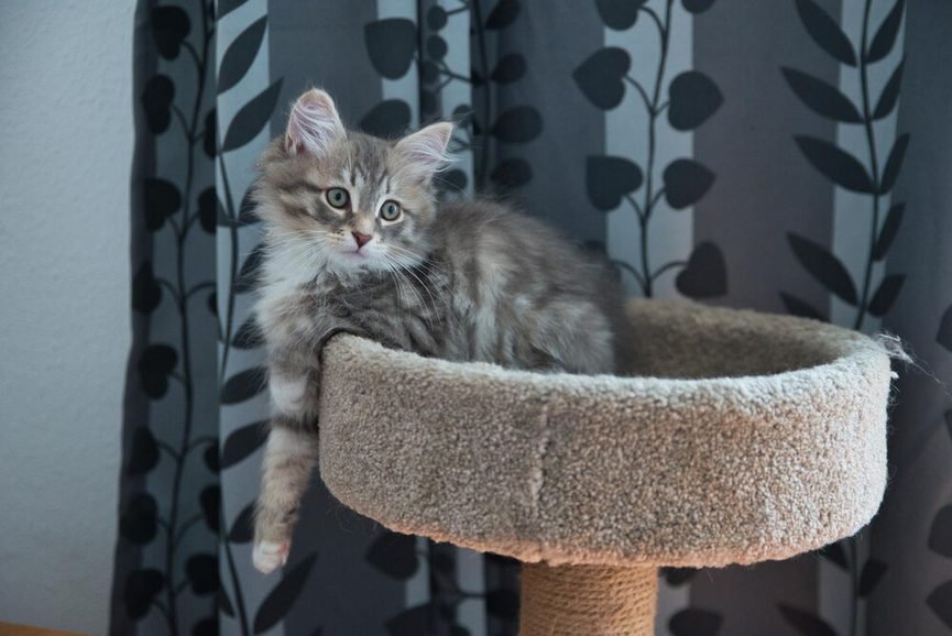 Protection de canapé contre les griffes de chat