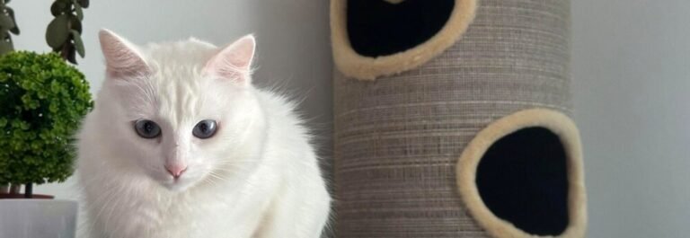 Chat sibérien faisant ses griffes sur un arbre à chat en sisal