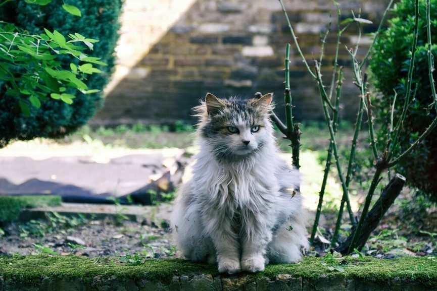 Chat sibérien robuste observant son environnement intérieur depuis un arbre à chat