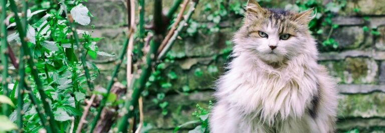 Chat sibérien à poil mi-long se reposant dans un jardin ombragé pendant les vacances