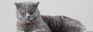 British Shorthair, chat de race idéal pour les familles, avec un enfant
