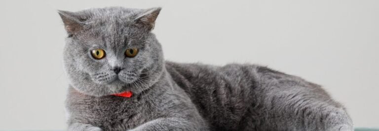 British Shorthair, chat de race idéal pour les familles, avec un enfant