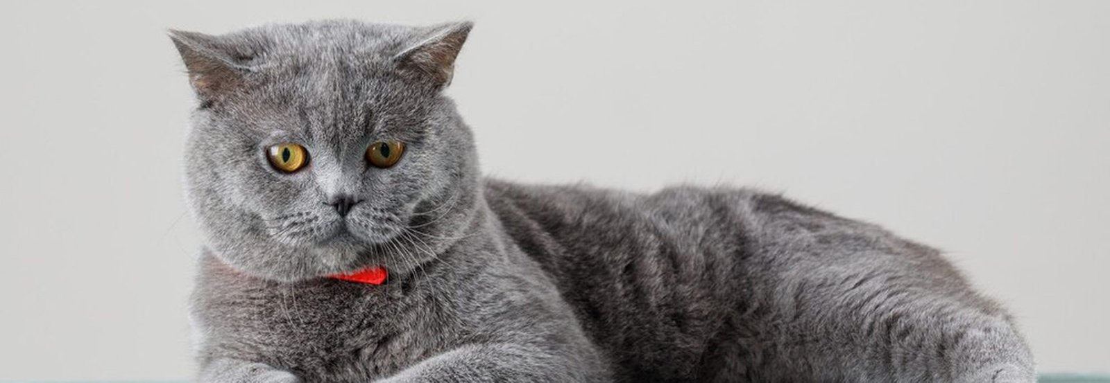 Le British Shorthair : un chat de race idéal pour les familles