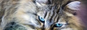 Chat sibérien Neva Masquerade aux yeux bleus regardant l'objectif
