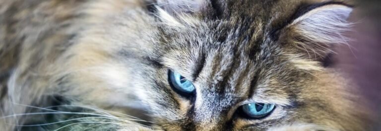 Chat sibérien Neva Masquerade aux yeux bleus regardant l'objectif