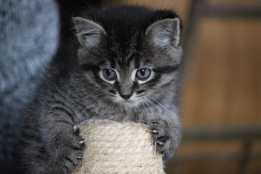 Chaton sibérien en intérieur sur un canapé