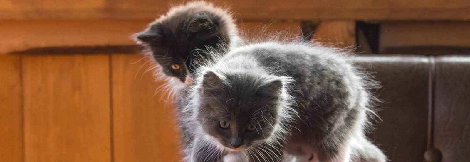 Prix d&rsquo;un chat sibérien : le vrai budget d&rsquo;un chaton, de l&rsquo;achat à la dixième année