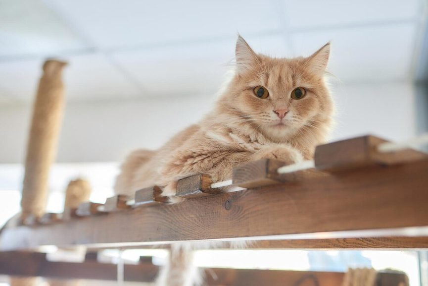 Chat sibérien au poil mi-long observant par la fenêtre sécurisée d'un appartement
