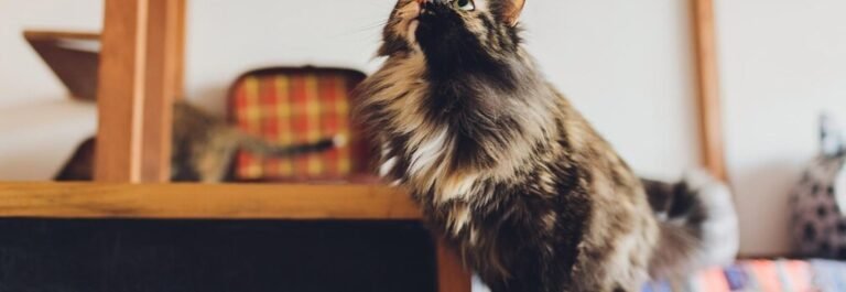Chat sibérien en appartement sautant sur une étagère en bois