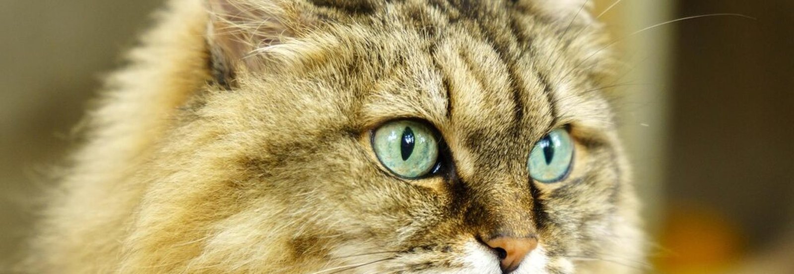 Chat hypoallergénique : le Sibérien face aux autres races, mythes et réalités