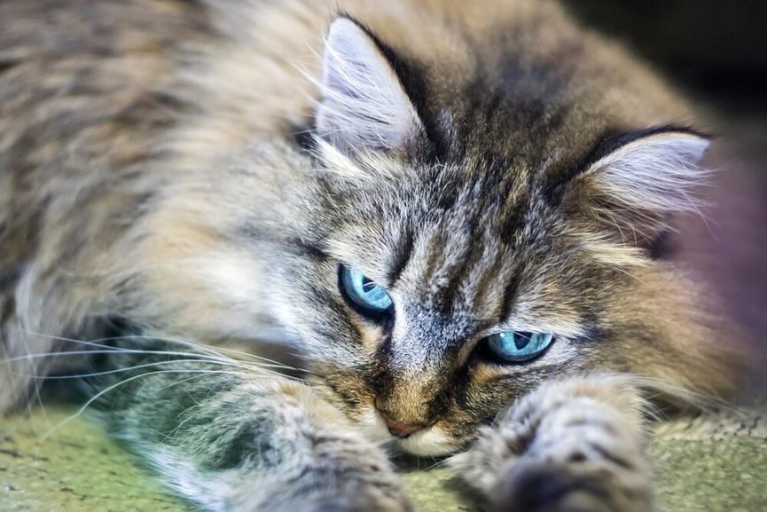 Gros plan sur les yeux et le museau d'un chaton sibérien en cours de nettoyage