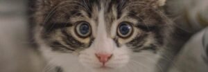 Chaton sibérien nouveau-né aux yeux fermés tenu doucement