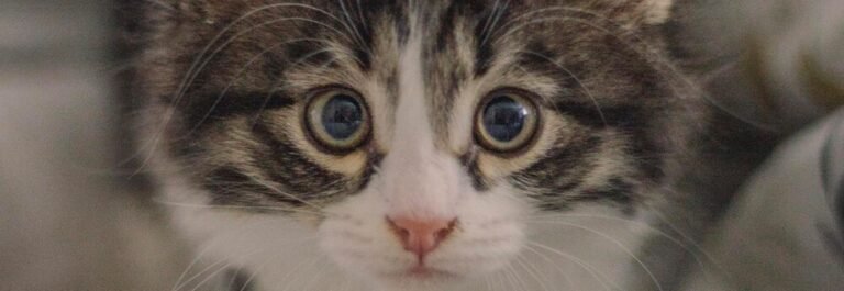 Chaton sibérien nouveau-né aux yeux fermés tenu doucement