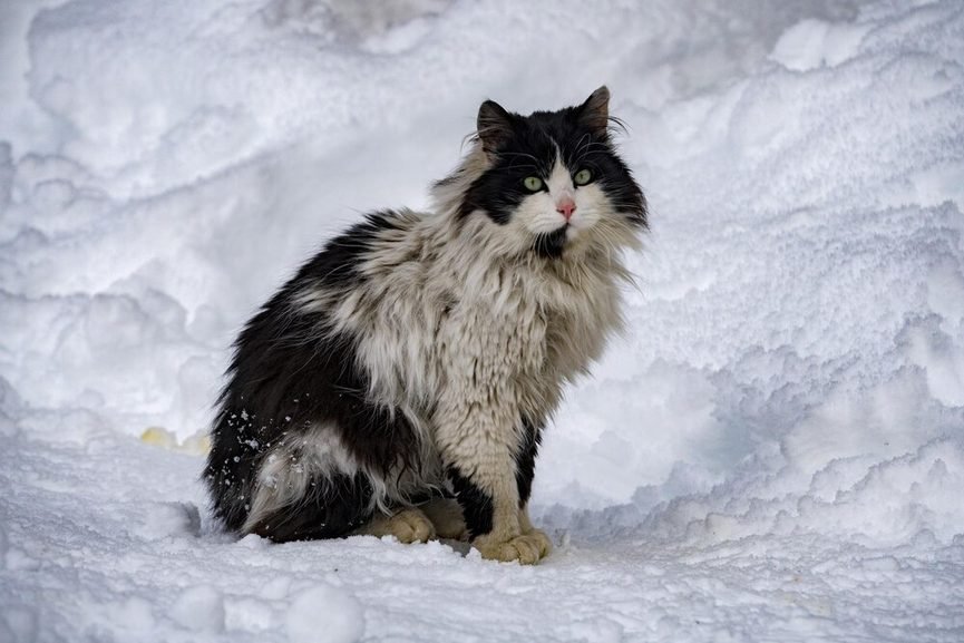 Chaton sibérien en croissance assis regardant l'objectif